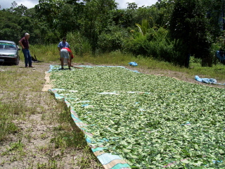 Coca Leaves Being Dryed